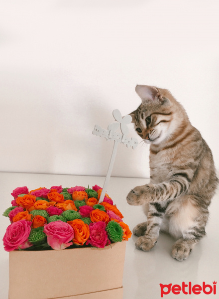 Tekir Kedi, Kedi  Dora fotoğrafı