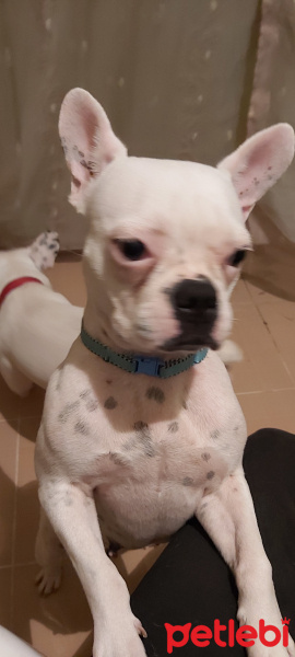 Fransız Bulldog, Köpek  Parisa fotoğrafı