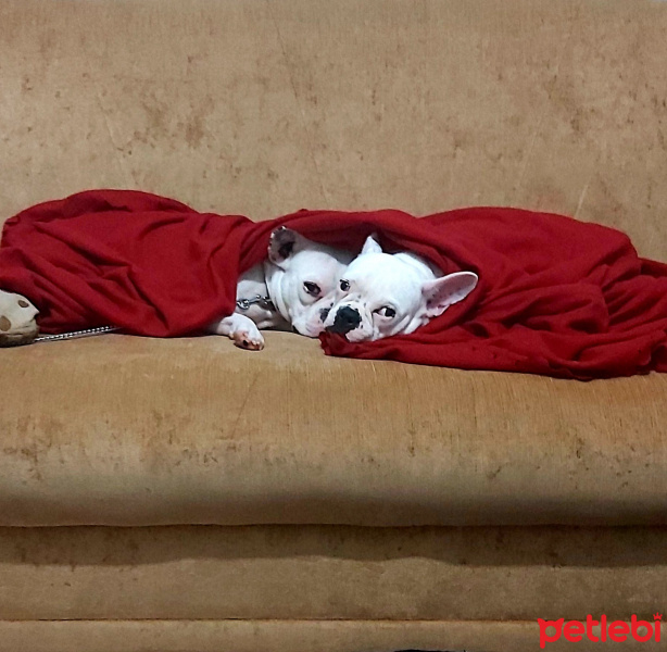 Fransız Bulldog, Köpek  Parisa fotoğrafı