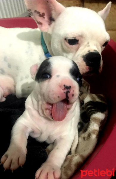 Fransız Bulldog, Köpek  Parisa fotoğrafı