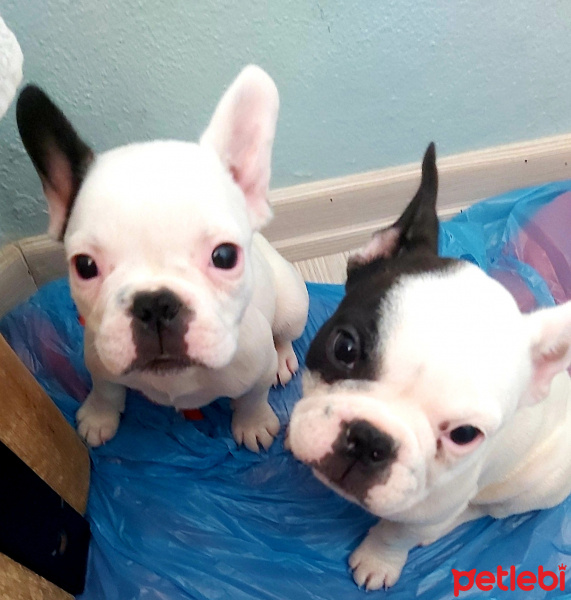 Fransız Bulldog, Köpek  Parisa fotoğrafı