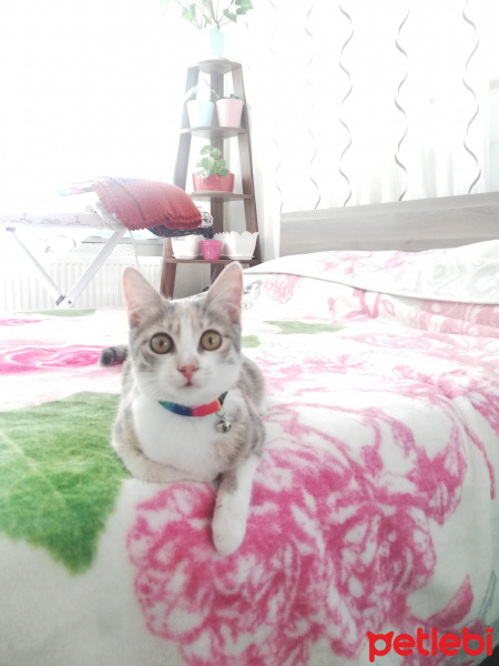 Tekir Kedi, Kedi  Pişto Bedir fotoğrafı