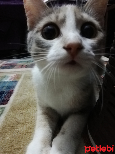 Tekir Kedi, Kedi  Pişto Bedir fotoğrafı