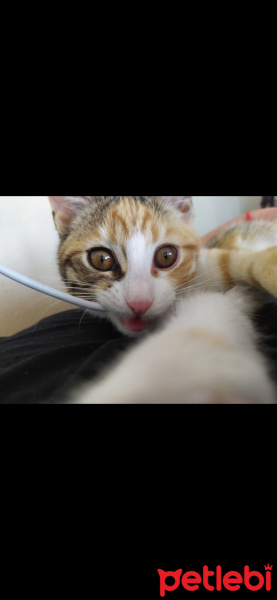 Tekir Kedi, Kedi  Balım fotoğrafı