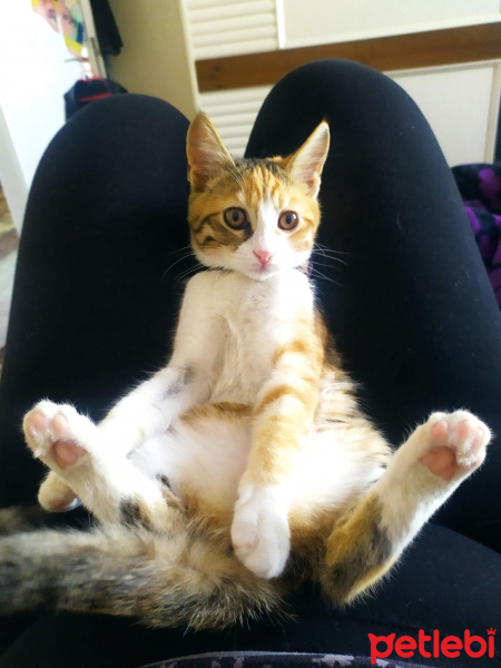 Tekir Kedi, Kedi  Balım fotoğrafı