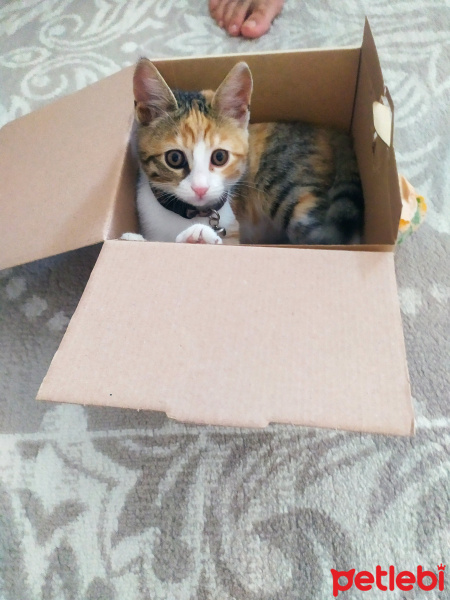 Tekir Kedi, Kedi  Balım fotoğrafı