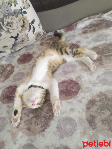 Tekir Kedi, Kedi  Balım fotoğrafı