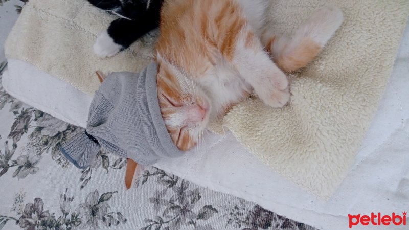 Sarman, Kedi  Mahsum fotoğrafı