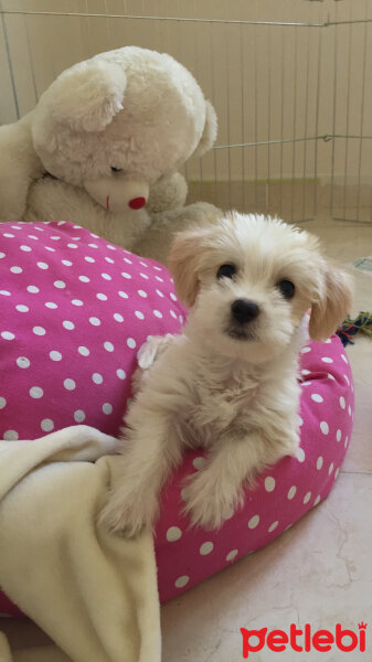 Maltese, Köpek  Muffin fotoğrafı