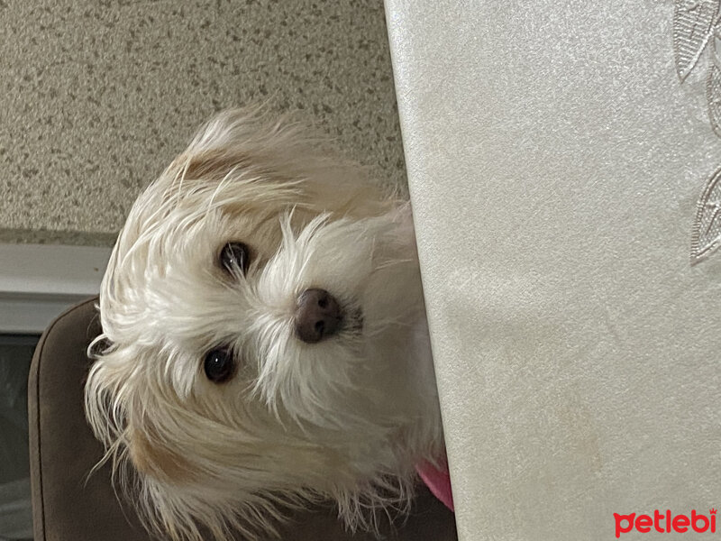 Maltese, Köpek  Muffin fotoğrafı