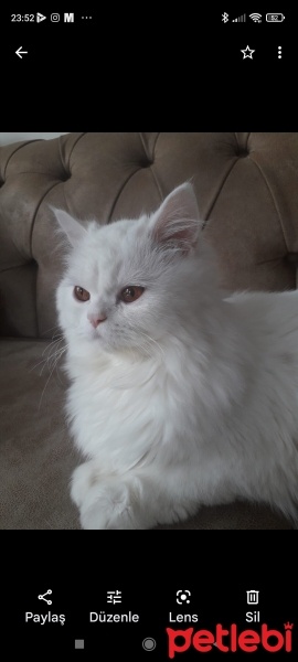 Tekir Kedi, Kedi  Gır gır fotoğrafı