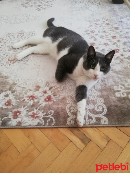 Tekir Kedi, Kedi  Duman fotoğrafı