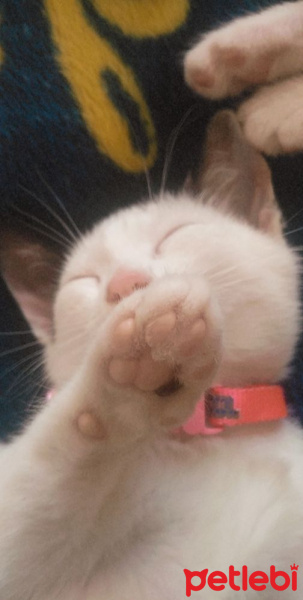 British Shorthair, Kedi  Lili fotoğrafı