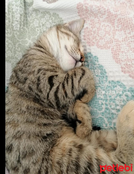 Tekir Kedi, Kedi  Miya fotoğrafı