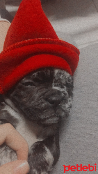 Fransız Bulldog, Köpek  Gece fotoğrafı