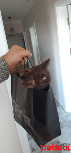 British Shorthair, Kedi  Çikobella fotoğrafı