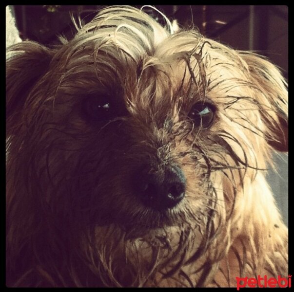 Yorkshire Terrier, Köpek  Dudu fotoğrafı