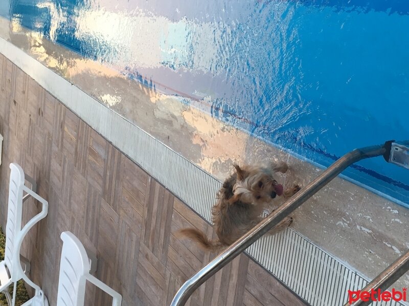 Yorkshire Terrier, Köpek  Dudu fotoğrafı