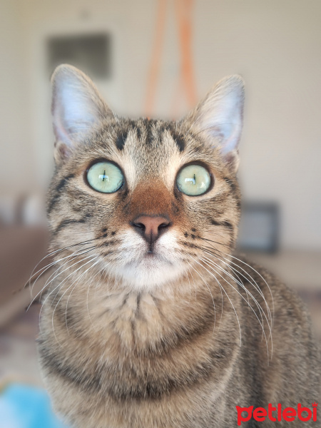 Tekir Kedi, Kedi  Miya fotoğrafı