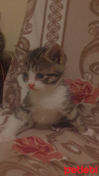 Tekir Kedi, Kedi  Kekik fotoğrafı