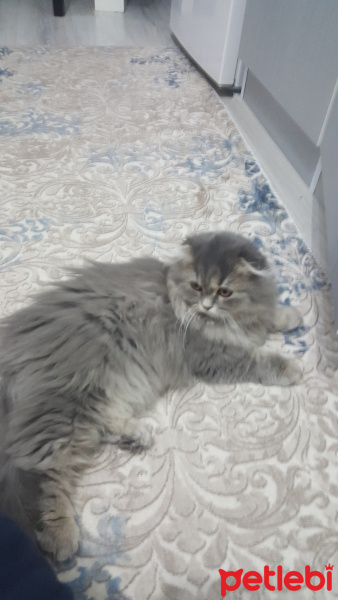 Scottish Fold, Kedi  Mia fotoğrafı