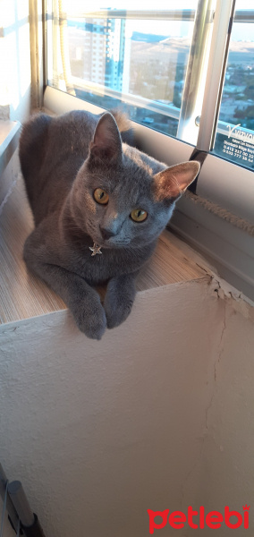 Mavi Rus, Kedi  Pişi fotoğrafı