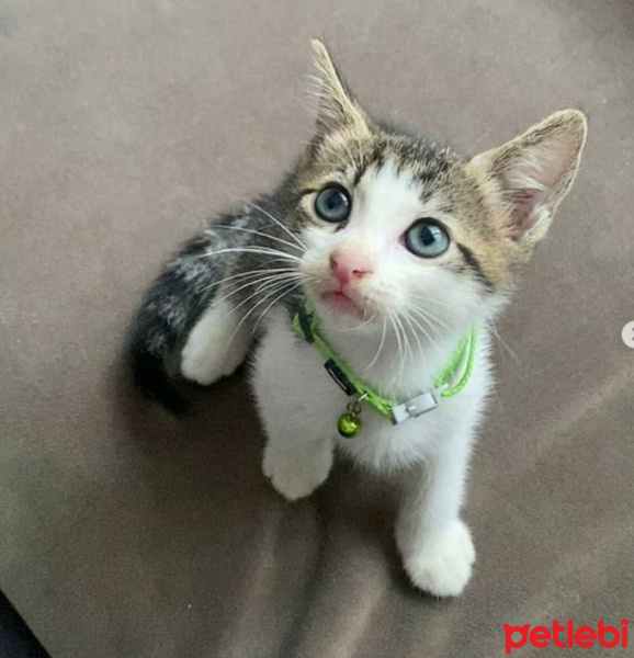 Tekir Kedi, Kedi  MERKÜR fotoğrafı