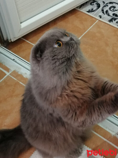 Scottish Fold, Kedi  Murphy fotoğrafı