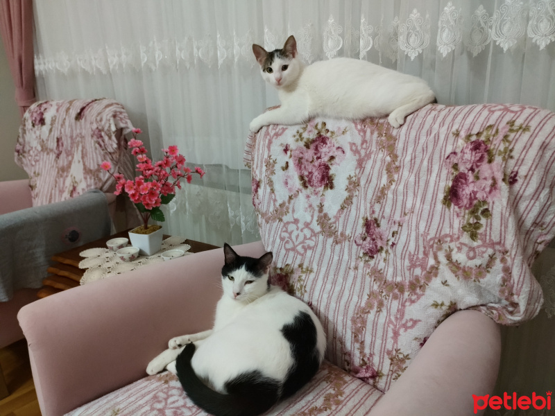 Tekir Kedi, Kedi  Zehir fotoğrafı