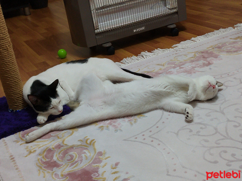 Tekir Kedi, Kedi  Zehir fotoğrafı