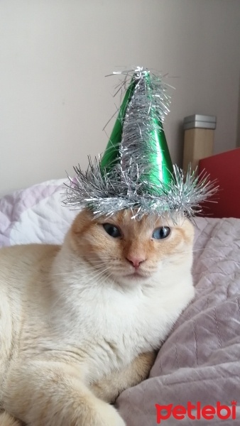 British Shorthair, Kedi  Tesla fotoğrafı