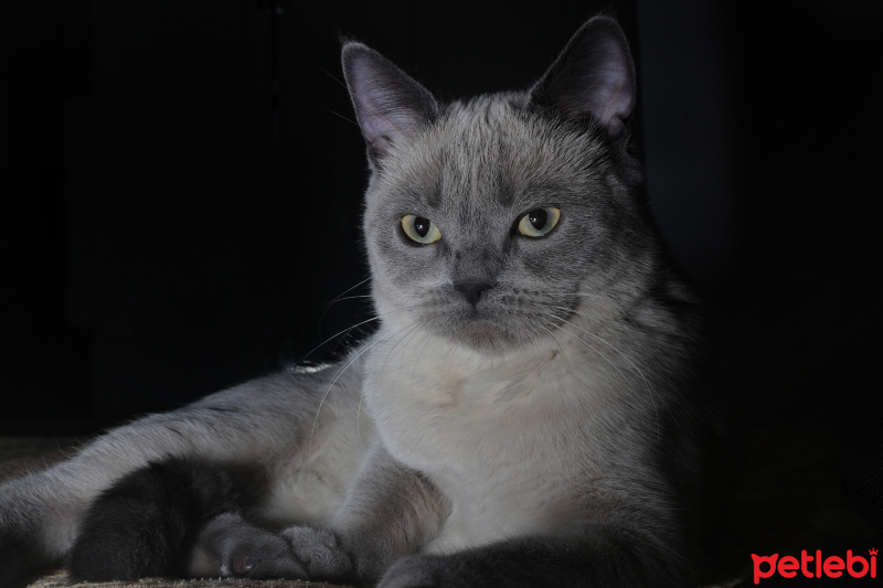 British Shorthair, Kedi  Arya Stark fotoğrafı