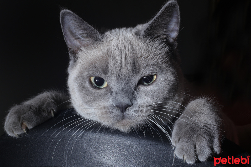British Shorthair, Kedi  Arya Stark fotoğrafı