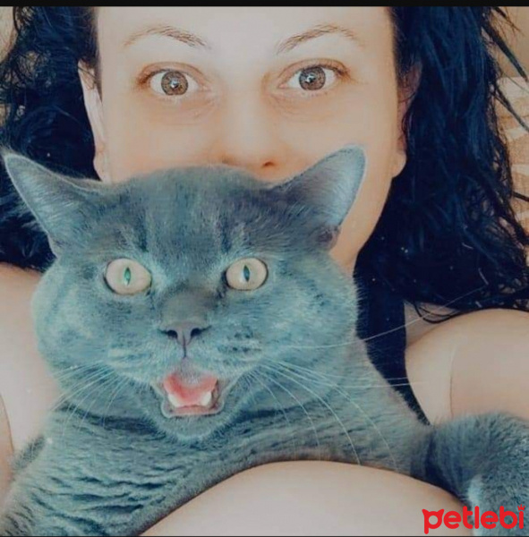 British Shorthair, Kedi  Chester fotoğrafı