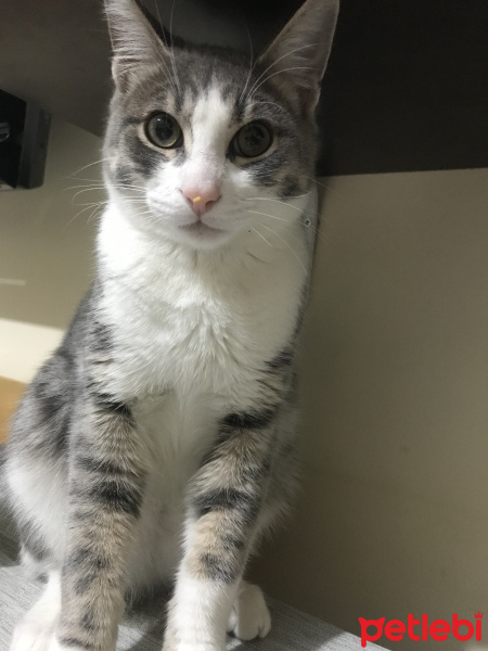 Bombay, Kedi  Liza fotoğrafı