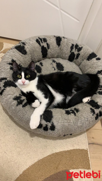 Tekir Kedi, Kedi  Zeytin fotoğrafı