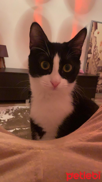 Tekir Kedi, Kedi  Zeytin fotoğrafı