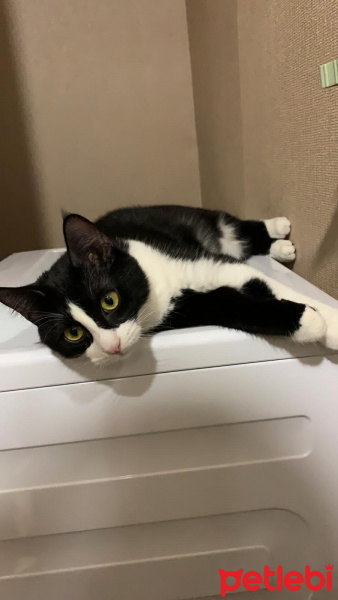 Tekir Kedi, Kedi  Zeytin fotoğrafı