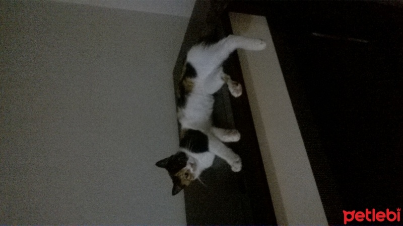 Tekir Kedi, Kedi  Gümüş fotoğrafı