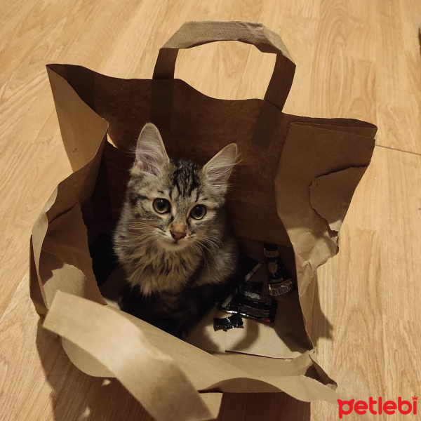 Tekir Kedi, Kedi  Marsu fotoğrafı