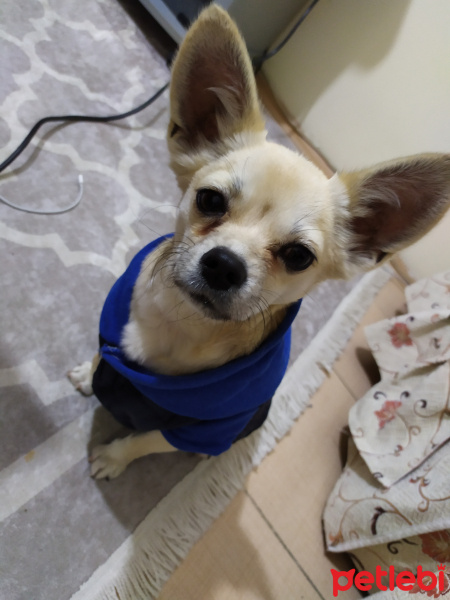 Chihuahua, Köpek  Ares fotoğrafı