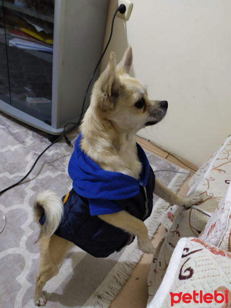 Chihuahua, Köpek  Ares fotoğrafı