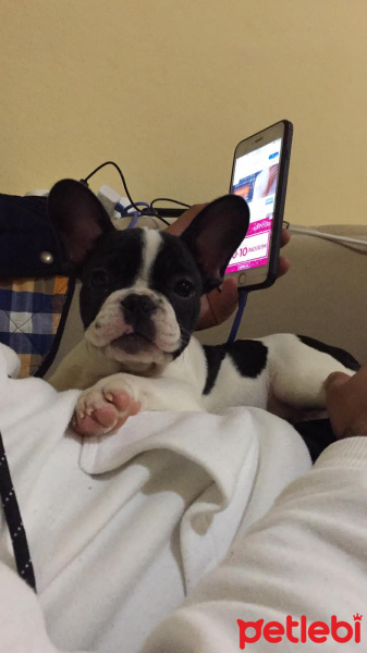 Fransız Bulldog, Köpek  Leydi fotoğrafı