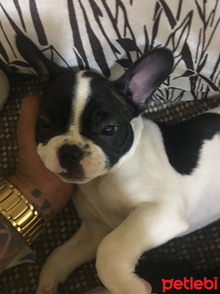 Fransız Bulldog, Köpek  Leydi fotoğrafı