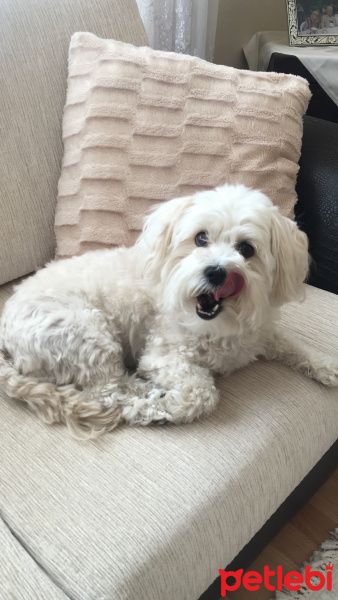 Maltese, Köpek  Bihter fotoğrafı