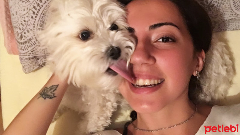 Maltese, Köpek  Bihter fotoğrafı