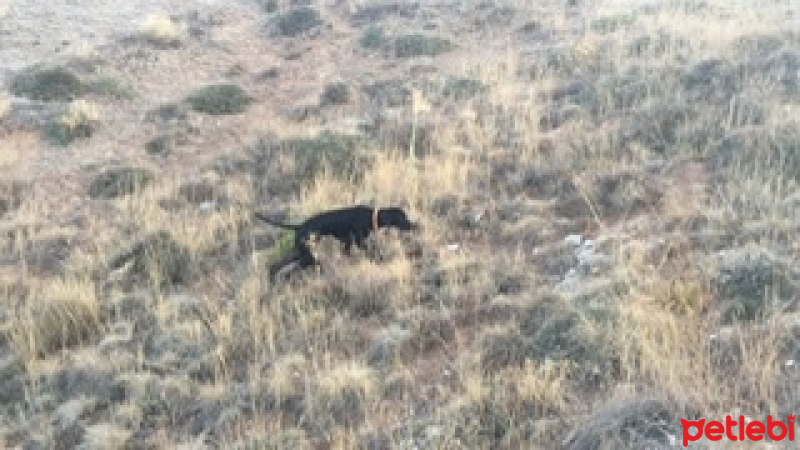 Pointer, Köpek  Ateş fotoğrafı