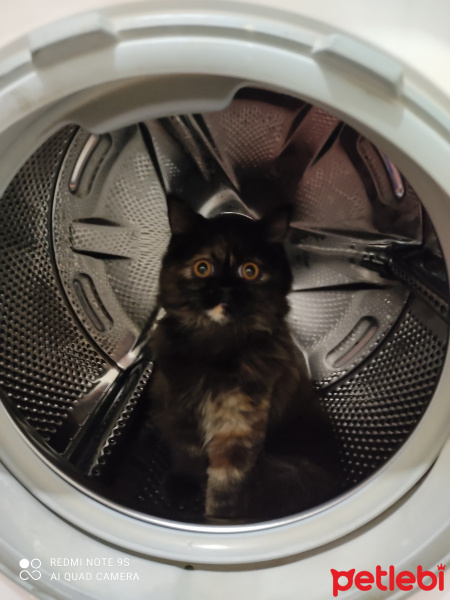 İran Kedisi (Persian), Kedi  Queen fotoğrafı