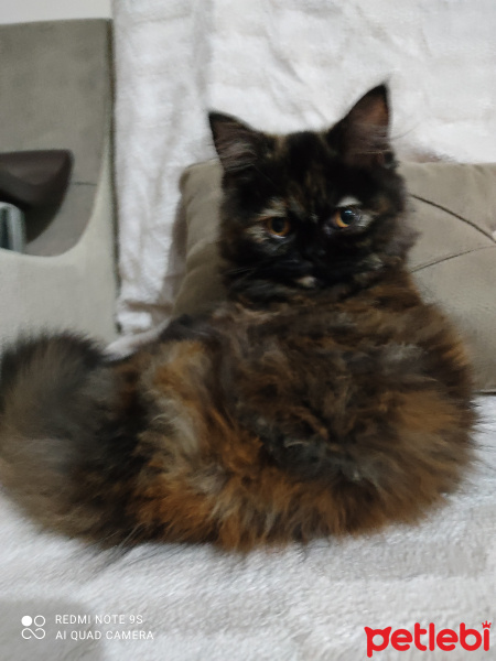 İran Kedisi (Persian), Kedi  Queen fotoğrafı