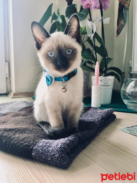 Siyam Kedisi, Kedi  LOKUM fotoğrafı